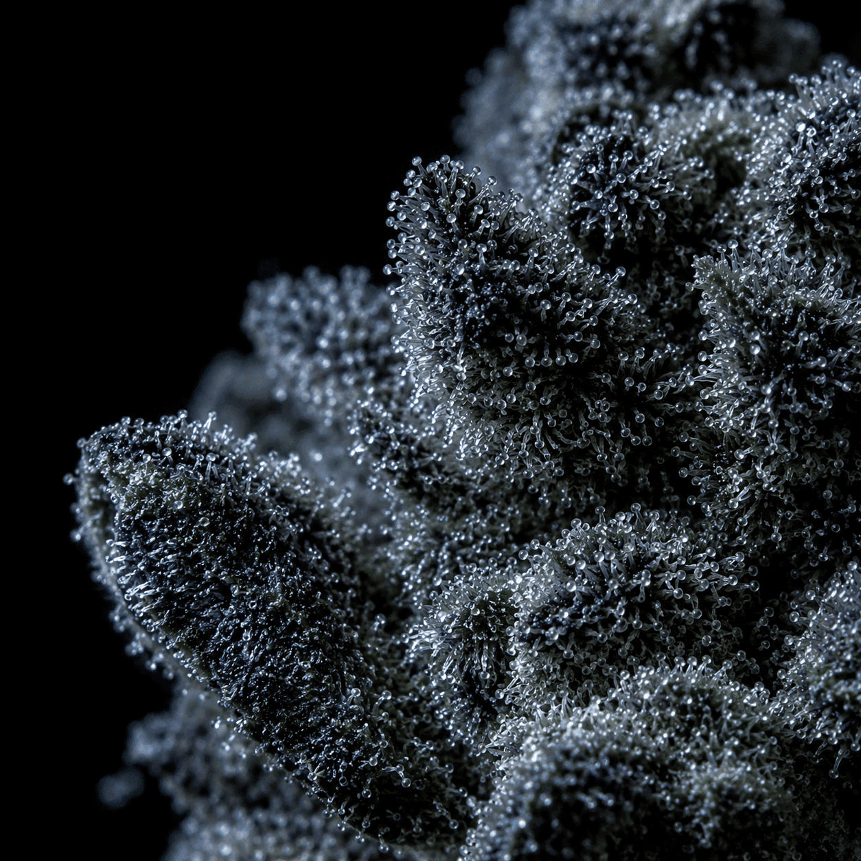 Extreme macro of trichome-frosted top-shelf cannabis bud under cinematic cool light